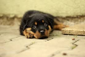 We'd love to see this pup all grown up! Shih Tzu Rottweiler Mix Learn About The Shihweiler Hubpages