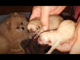 Once they start eating solid foods, feed them meals that contain a minimum of 8% fat and 22% protein, and monitor their health to notice any changes in their blood sugar levels. Two Newborn Cream Pomeranian Toy Pom Puppies Of Chrissie Dob 13 Feb 21 Anjula Pomeranians Toypoms Youtube
