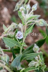 Image result for Trichodesma physaloides