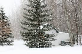 Snow my yard will be in the town of wallace and at north hills mall in raleigh on saturday. Spring Snowstorm In The Yard