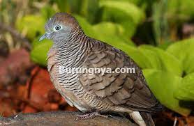 Maybe you would like to learn more about one of these? 13 Keistimewaan Perkutut Lokal Hutan Dibanding Perkutut Ternak Burungnya Com