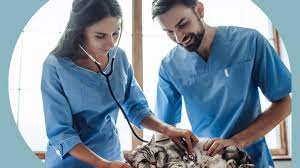 The job includes testing blood, urine, stool, and other samples, administering vaccines and other medications under a veterinarian's direction, administering anesthesia and otherwise preparing animals for surgery, and any other task necessary to help vets with. Veterinary Assistant Job Description Top Nursing School