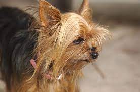 When the bite is fresh, you're gonna have to give the mark special care every day. How To Stop Biting Habit In Yorkie Yorkie Passion