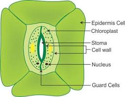 Properties of light and reflection (video). Chapter 6 Photosynthesis Concise Biology Part Ii Selina Solutions For Class 10 Biology Icse Topperlearning