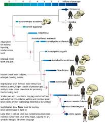 Hominid Cladogram Human Evolution Tree Evolution Science