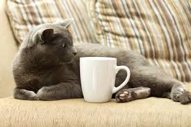 If you love coffee and you love cats and kittens, this is the perfect drink fo. What Entrepreneurs Can Learn From Purringtons Cat Cafe