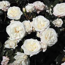 Alabaster is a delicate material, a metamorphic rock that is soft enough to be used for artwork such as small carvings, lampshades, gem boxes, etc. Alabaster Klassische Beetrosen Beetrosen Online Kaufen Rosen Tantau