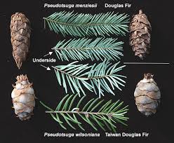 Image result for Pseudovigna