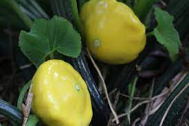 Is there a variety that is more resistant than others to this wretched stuff? Powdery Mildew On Zucchini Pumpkins And Others Penny Woodward