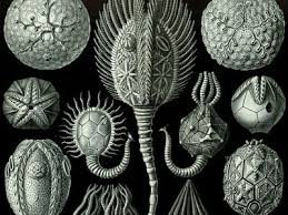 Image result for Cystostemon