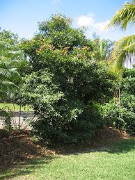 Image result for Manilkara