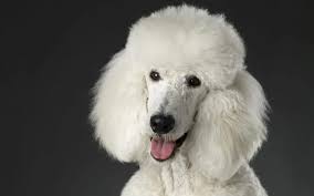 Image result for poodle