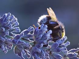 They cooperate, raise the young together, and divide up labor. Bumblebees Sleeping In Flowers Bee Is Beautiful