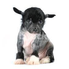There are two varieties of chinese crested: Chinese Crested Dog Puppy Sits Isolated On White Stock Photos Freeimages Com