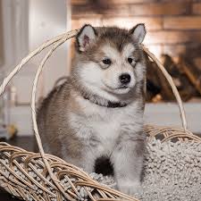 Schau dir angebote von ‪puppy puppies‬ auf ebay an. 1 Alaskan Malamute Puppies For Sale By Uptown Puppies