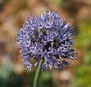 Maybe you would like to learn more about one of these? Allium Caeruleum Wikipedia