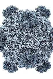 Virus