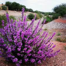 Sep 04, 2018 · bushes and shrubs tie a landscape together. Flowering Shrubs Garden Wendys Hat Planting Flowers Garden Shrubs Plants