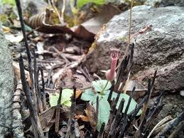 Image result for Glossostelma spathulatum
