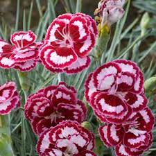 Populate it with dramatic tall accent flowers such as delphiniums foxgloves and hollyhocks. Go Gardening Helping New Zealand Grow Garden Inspiration Tips And Advice From The Expert