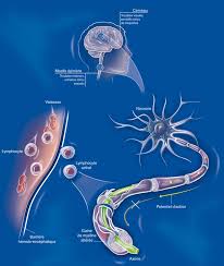 Toute reproduction ou représentation totale ou partielle de ce site par quelque procédé que ce soit, sans autorisation. Sclerose En Plaques Sep Inserm La Science Pour La Sante