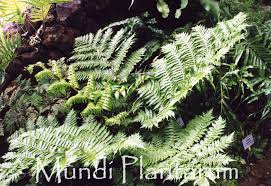 Image result for Cyathea dregei