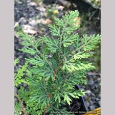 Image result for Selaginella soyauxii