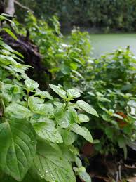 Image result for Mentha aquatica