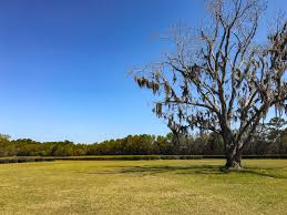 Carolina plantation reintroduced aromatic rice to south carolina in 1996. Tea Happiness A Blog On Tea Drinking Tea History Tea Industry Interviews Nyc Tea Experiences A Visit To The Charleston Tea Plantation