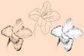 Blooming Flowers Gladiolus Flower Gladiolus Flower Tattoos Flower Sketches