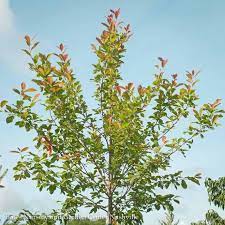 We did not find results for: 15 Nyssa Sylvatica Wildfire Black Gum Tupelo Bates Nursery Garden Center