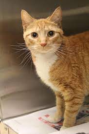 Pin On Adopt Please Adopt Me Ii