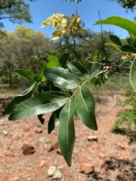 Image result for Triaspis dumeticola