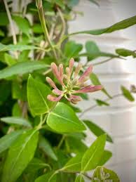 Image result for Lonicera confusa
