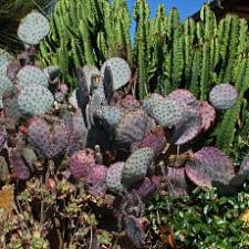 Image result for Merremia verecunda