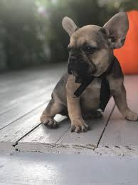 From sandov's english bulldog we want to advise you on how to avoid falling into the hands of scammers! French Bulldog Colors Dream Valley Frenchies