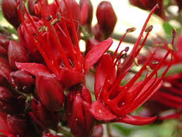 Image result for Schotia brachypetala