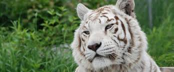 The unusual coloration of white tigers has made them popular in zoos and entertainment showcasing exotic animals. The Truth About White Tigers The Wildcat Sanctuary