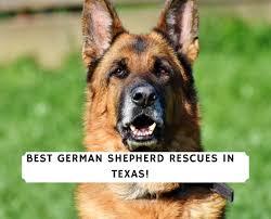 7 Best German Shepherd Rescues In Texas 2022 We Love Doodles