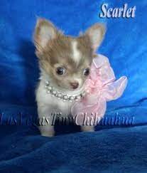 57 Chihuahua Puppys For Sale Ideas Chihuahua Chihuahua Puppies Puppies