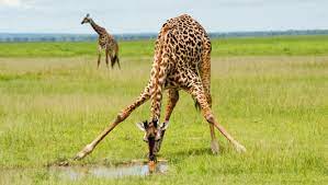 To discover why this is the case, it would help to take a closer look at the biology and lifestyle of the giraffe. Amazing Facts About Giraffes Onekindplanet Animal Education Facts