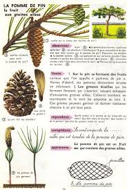 Godier Moreau Premier Livre De Lecons De Choses Ce 1957 Lecon De Choses Pomme De Pin Faune Et Flore