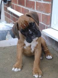 Stunning Pedigree Boxer Puppies For Sale Barnsley South Yorkshire Boxer Puppies Boxer Puppies For Sale Boxer Dogs