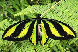 Pin On Butterfly