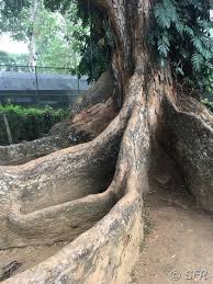 Der botanische garten ist eine der großen touristenattraktionen sri lankas, mit jährlich 1,2 millionen besuchern. Botanischer Garten Peradeniya In Sri Lanka Fotos
