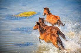 The Best Places To See Wild Horses In North America Travel Smithsonian Magazine