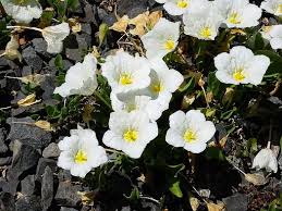 Image result for Nierembergia hippomanica