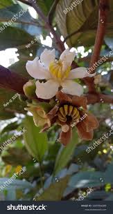 Image result for Bellucia