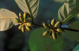 Image result for Friesodielsia