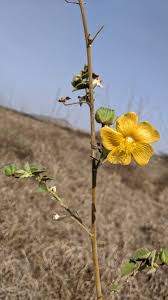 Image result for Astripomoea malvacea